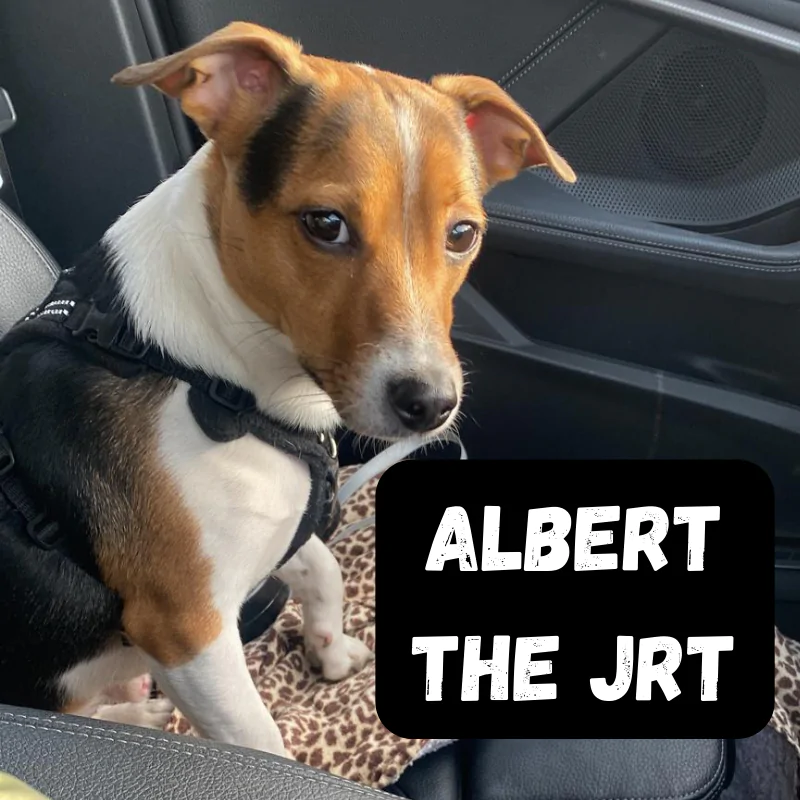 A dog sitting in a car